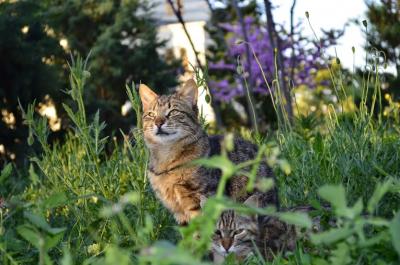 Прикрепленное изображение: kotofoto.JPG